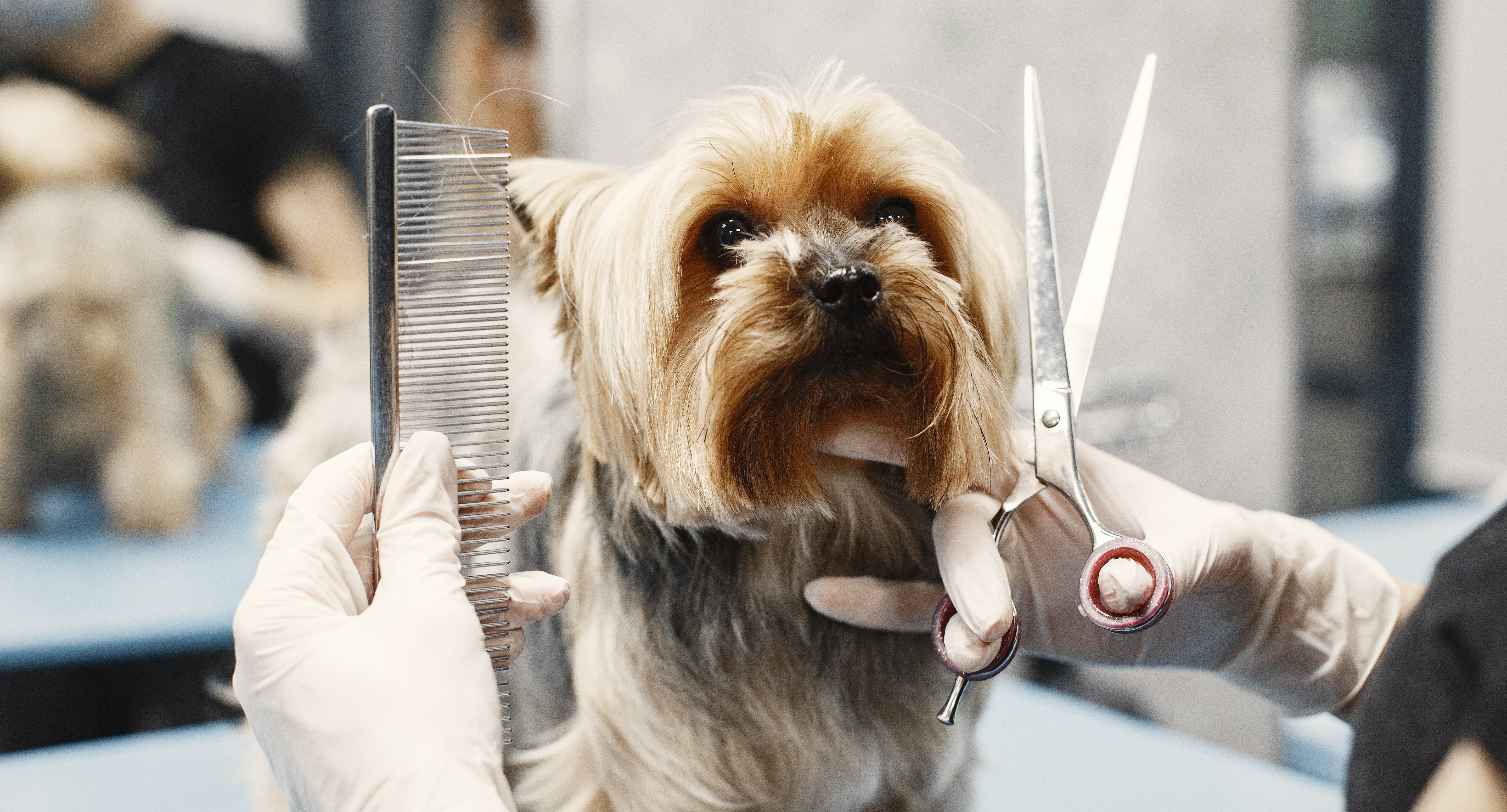 Frequently Asked Questions About Dog Grooming